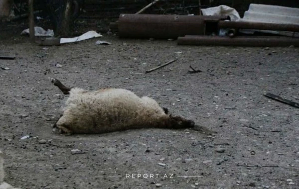 Враг подверг обстрелу село Тапгарагоюнлу Геранбойского района – ФОТО
