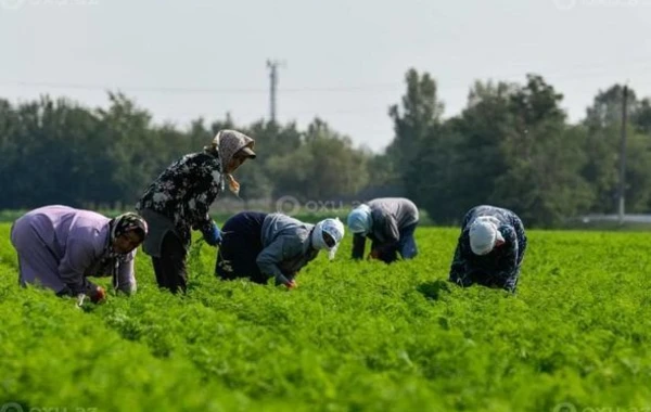 Храбрость азербайджанской женщины: Сбор урожая под артиллерийским обстрелом - ФОТО