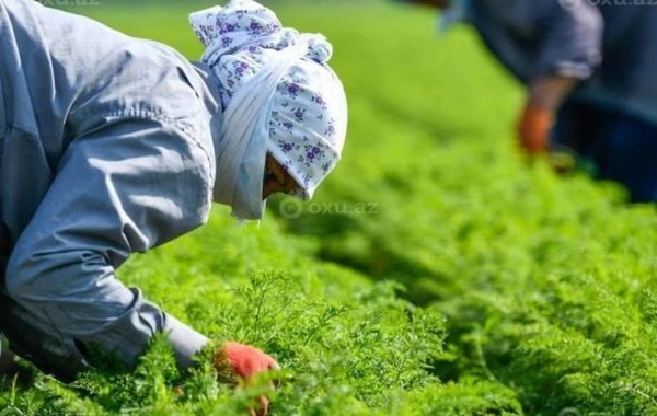 Храбрость азербайджанской женщины: Сбор урожая под артиллерийским обстрелом - ФОТО