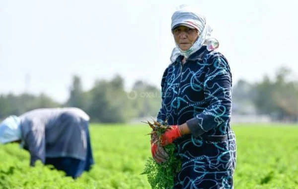 Храбрость азербайджанской женщины: Сбор урожая под артиллерийским обстрелом - ФОТО