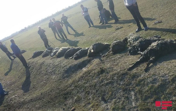 Göyçayda 80 baş qoyun suda batıb, 17-si ölüb - FOTO