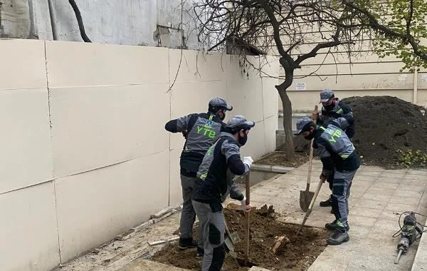 Bakıda ağac avtomobilin üzərinə aşdı - FOTO