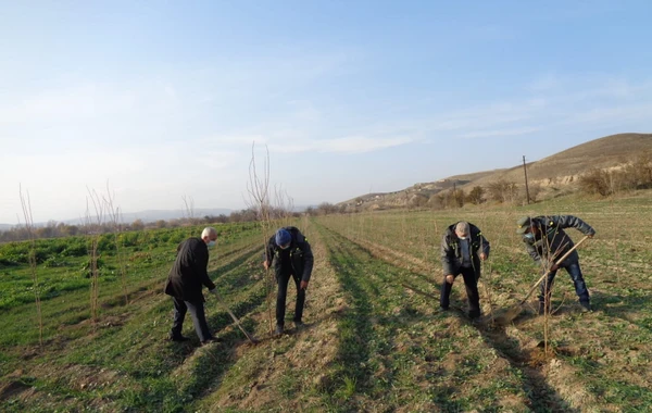 Zəngilanda növbəti ağacəkmə tədbiri keçirilib - FOTO