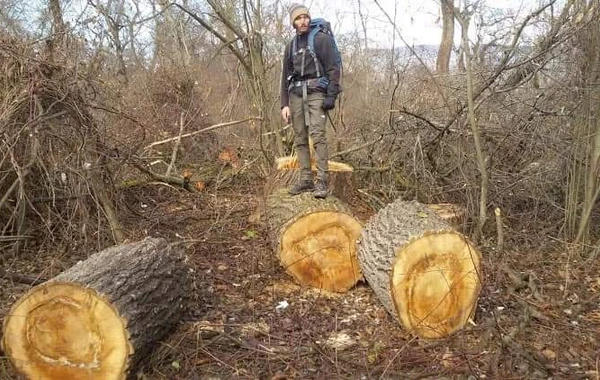 В Гусаре массово вырубают деревья - ОФИЦИАЛЬНОЕ ЗАЯВЛЕНИЕ + ФОТО