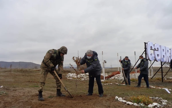 Cəbrayılda Şərq çinarları əkilib - FOTO