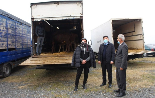 Oğuz və Qəbələdə şəhid ailələri və qazilər üçün təsərrüfatlar yaradılıb - FOTO