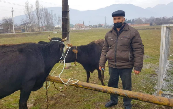 Oğuz və Qəbələdə şəhid ailələri və qazilər üçün təsərrüfatlar yaradılıb - FOTO