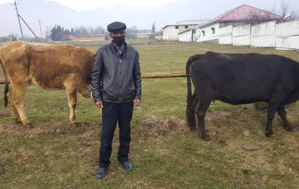 Oğuz və Qəbələdə şəhid ailələri və qazilər üçün təsərrüfatlar yaradılıb - FOTO
