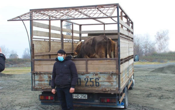 В Огузе и Габале созданы фермерские хозяйства для ветеранов и семей шехидов – ФОТО