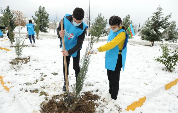 “Davam” ümumrespublika ağacəkmə aksiyası həyata keçirib - FOTO