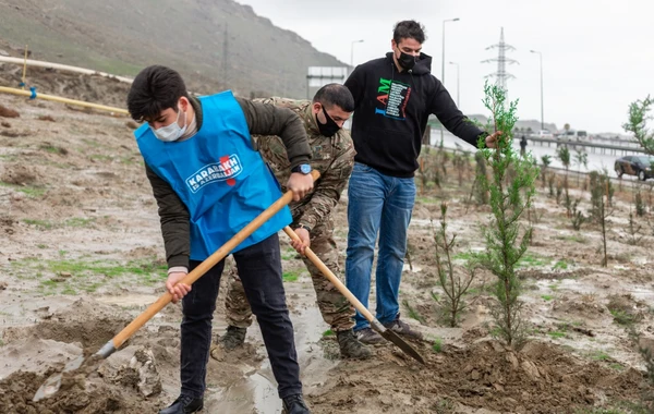 “Davam” ümumrespublika ağacəkmə aksiyası həyata keçirib - FOTO