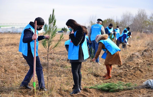 “Davam” ümumrespublika ağacəkmə aksiyası həyata keçirib - FOTO