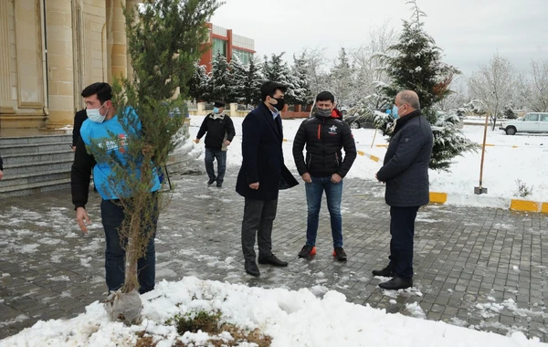 “Davam” ümumrespublika ağacəkmə aksiyası həyata keçirib - FOTO