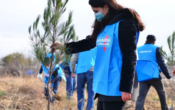 “Davam” ümumrespublika ağacəkmə aksiyası həyata keçirib - FOTO