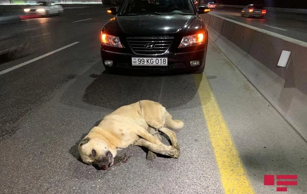 Bakı-Sumqayıt şossesində avtomobil iti vurub, motosiklet sürücüsü maşının altında qalıb - FOTO
