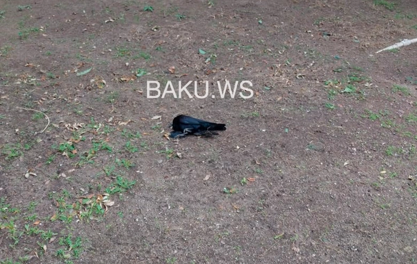 Bakıda qarğalar niyə kütləvi şəkildə ölür? - FOTO - RƏSMİ AÇIQLAMA