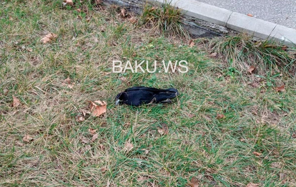 Bakıda qarğalar niyə kütləvi şəkildə ölür? - FOTO - RƏSMİ AÇIQLAMA