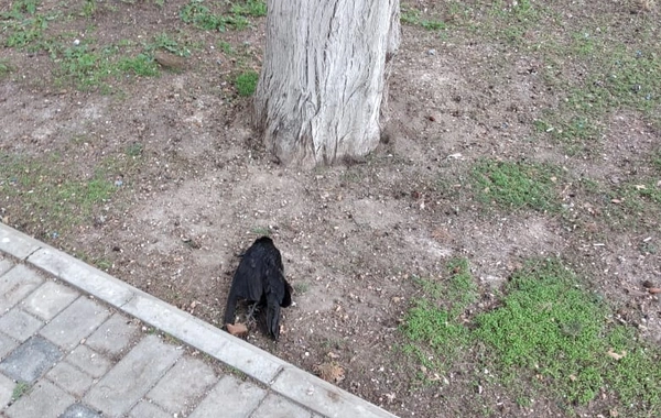 Bakıda qarğalar niyə kütləvi şəkildə ölür? - FOTO - RƏSMİ AÇIQLAMA