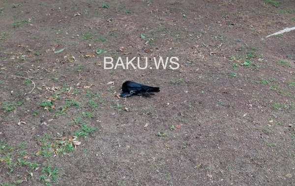 Почему в Баку массово гибнут вороны? - ФОТО - ОФИЦИАЛЬНОЕ ЗАЯВЛЕНИЕ