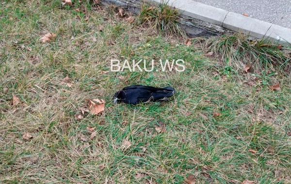 Почему в Баку массово гибнут вороны? - ФОТО - ОФИЦИАЛЬНОЕ ЗАЯВЛЕНИЕ