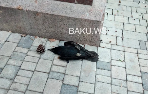 Почему в Баку массово гибнут вороны? - ФОТО - ОФИЦИАЛЬНОЕ ЗАЯВЛЕНИЕ
