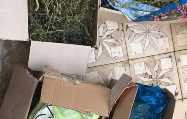 Задержан "Элиш" с марихуаной на 300 тысяч манатов - ВИДЕО
