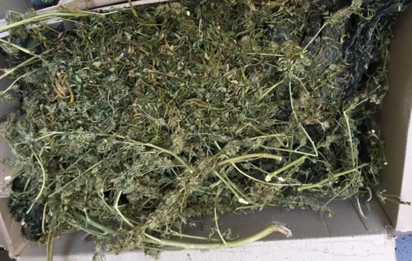 Задержан "Элиш" с марихуаной на 300 тысяч манатов - ВИДЕО