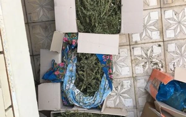 Задержан "Элиш" с марихуаной на 300 тысяч манатов - ВИДЕО
