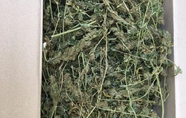 Задержан "Элиш" с марихуаной на 300 тысяч манатов - ВИДЕО