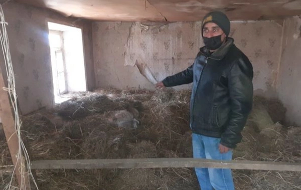 Qaxda bir tona yaxın qarğıdalı oğurlayan dəstə saxlanıldı - FOTO