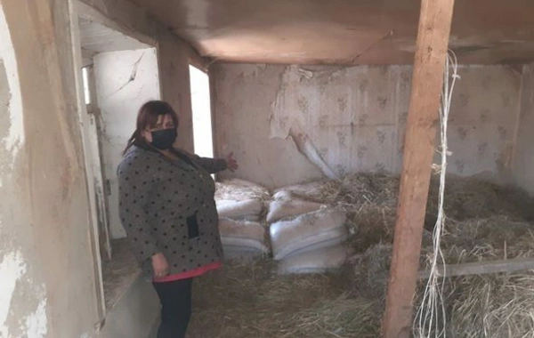 Qaxda bir tona yaxın qarğıdalı oğurlayan dəstə saxlanıldı - FOTO