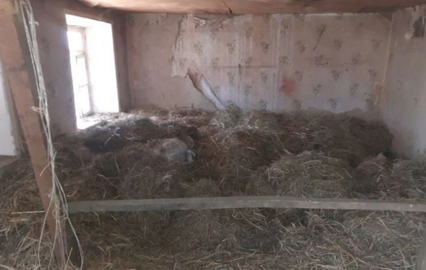 Qaxda bir tona yaxın qarğıdalı oğurlayan dəstə saxlanıldı - FOTO