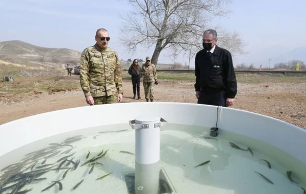 Ильхам Алиев и Мехрибан Алиева посадили в Зангилане чинары - ФОТО