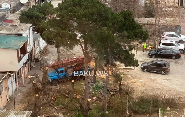 Sakinlərin ağac kəsilməsi iddiasına Nazirlikdən AÇIQLAMA - VİDEO