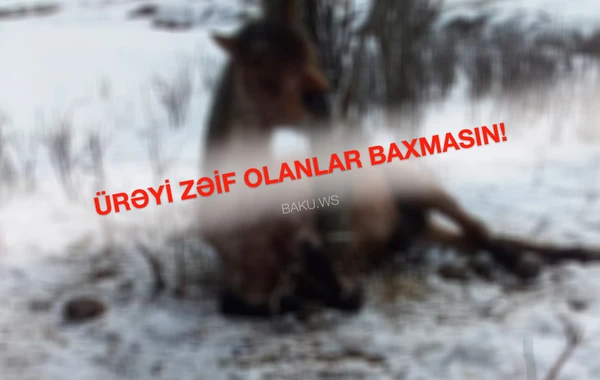 Azərbaycanda insanlığa sığmayan vəhşilik - Atı şaxtada ağaca bağlayıb ölümə tərk etdilər - VİDEO