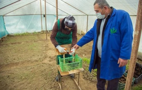 Lənkəranda “Gənc fermer” layihəsi yekunlaşıb - FOTO