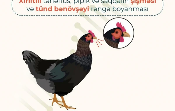 Quş qripi ilə bağlı nələrə diqqət edilməlidir? - FOTO