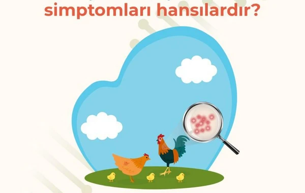 Quş qripi ilə bağlı nələrə diqqət edilməlidir? - FOTO