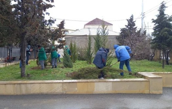 Kəsilmiş ağacların əvəzinə yeni ağaclar əkilib – FOTO