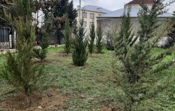 Kəsilmiş ağacların əvəzinə yeni ağaclar əkilib – FOTO