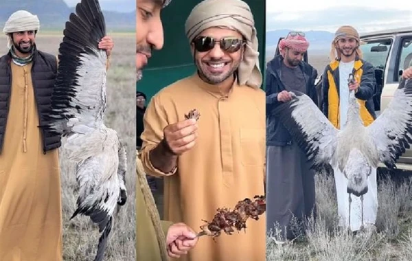 Ərəblər Azərbaycanda nadir quş növlərini tələf edirlər - FOTO/VİDEO