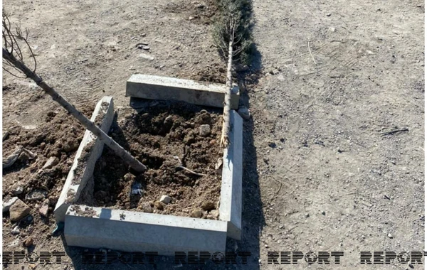 Bakıda mühafizəçiləri otağa salıb 60-dan çox ağacı məhv etdilər - VİDEO