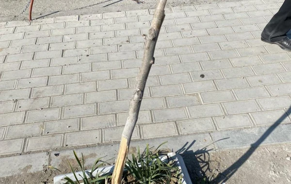 Bakıda mühafizəçiləri otağa salıb 60-dan çox ağacı məhv etdilər - VİDEO
