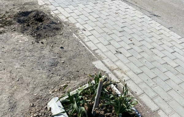 В Баку неизвестные заперли охранников и вырубили свыше 60 деревьев - ВИДЕО