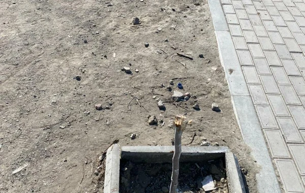 В Баку неизвестные заперли охранников и вырубили свыше 60 деревьев - ВИДЕО