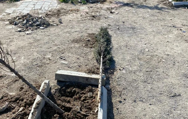 В Баку неизвестные заперли охранников и вырубили свыше 60 деревьев - ВИДЕО