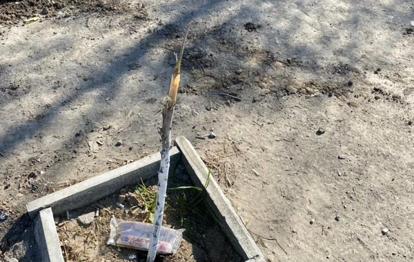 В Баку неизвестные заперли охранников и вырубили свыше 60 деревьев - ВИДЕО