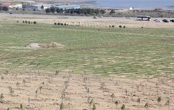 “Yaşıl Marafon” layihəsi çərçivəsində Bakıda ağacəkmə aksiyaları keçirilib - FOTO