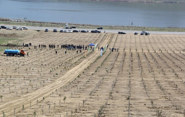 “Yaşıl Marafon” layihəsi çərçivəsində Bakıda ağacəkmə aksiyaları keçirilib - FOTO