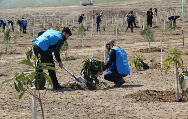 “Yaşıl Marafon” layihəsi çərçivəsində Bakıda ağacəkmə aksiyaları keçirilib - FOTO